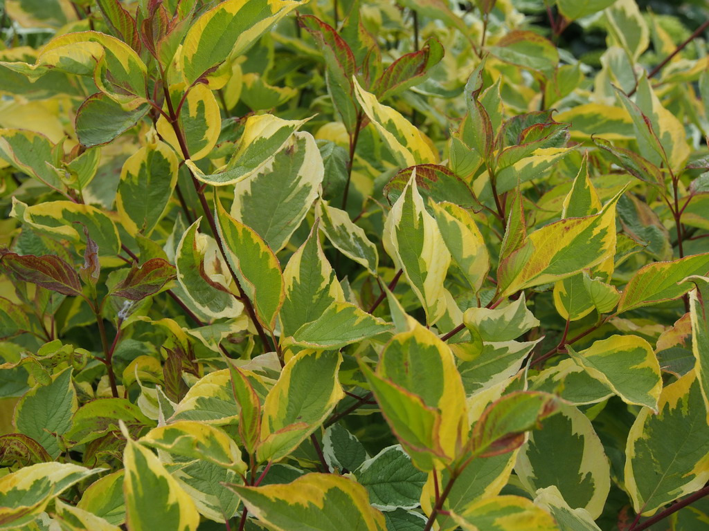 Cornus alba 'Gouchaultii'